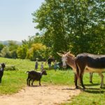 Camping La Ferme Des 4 Chênes - Bild 8