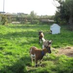 Camping La Ferme Du Bord De Mer - Bild 3