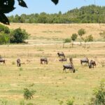 Camping La Grange Neuve - Bild 8