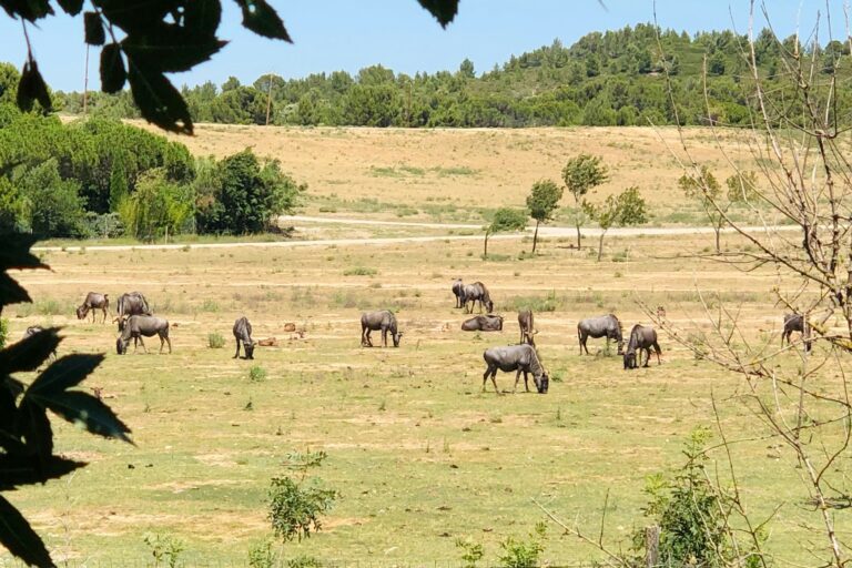 Camping La Grange Neuve - Bild 8