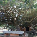 Camping La Liccia - Bild 7 Camping La Liccia - Bild 7