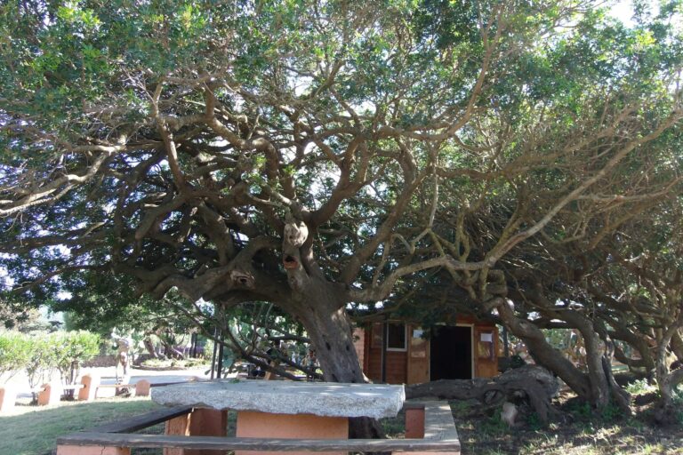 Camping La Liccia - Bild 7 Camping La Liccia - Bild 7