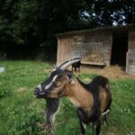 Camping La Pindière - Bild 11