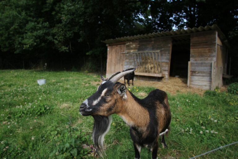 Camping La Pindière - Bild 11