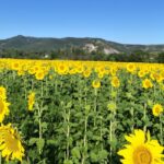 Camping La Rouvière Les Pins - Bild 14 Camping La Rouvière Les Pins - Bild 14