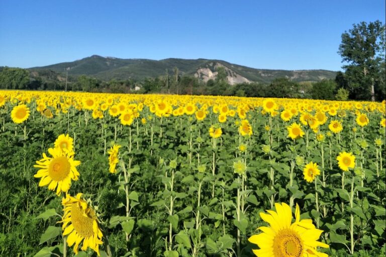 Camping La Rouvière Les Pins - Bild 14 Camping La Rouvière Les Pins - Bild 14