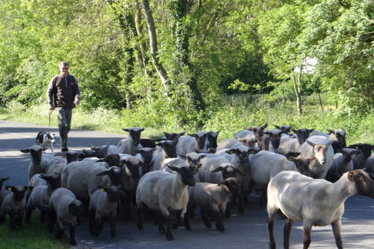 Camping La Safrière - Bild 9