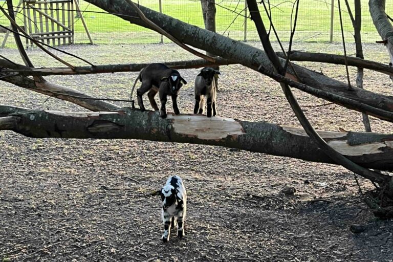Camping La Vallée De L'indre - Bild 12