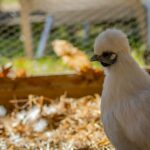 Camping Landes Azur - Bild 17