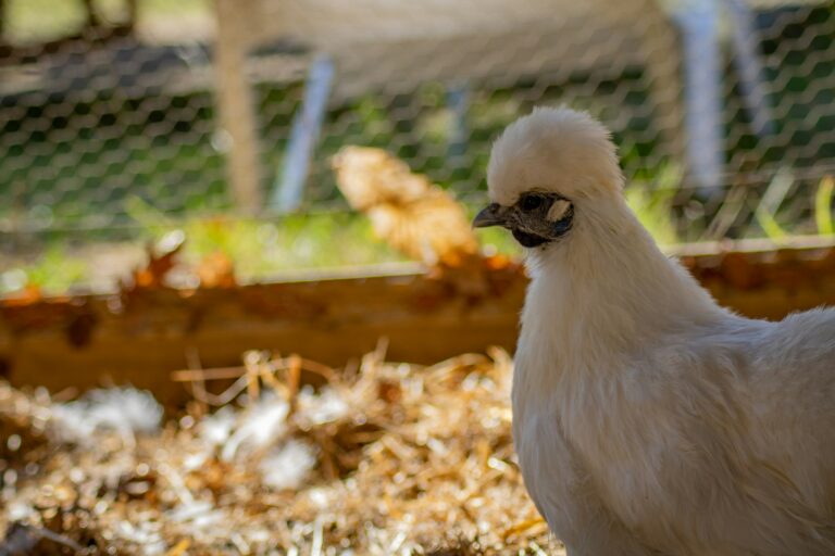 Camping Landes Azur - Bild 17