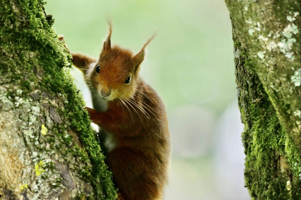 Camping L' Eau Rouge - Bild 13 Camping L' Eau Rouge - Bild 13