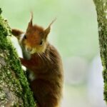 Camping L' Eau Rouge - Bild 13 Camping L' Eau Rouge - Bild 13