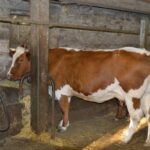 Camping L'air Du Temps - Bild 6