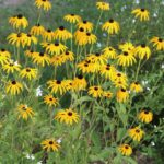 Camping L'étang Bleu - Bild 10