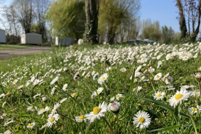 Camping L'ile D'amour - Bild 10