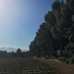 Camping Le Bois De Pins - Bild 8