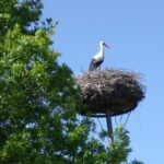 Camping Le Bois Joli - Bild 13