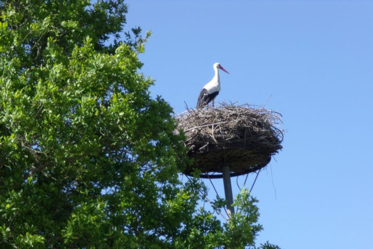 Camping Le Bois Joli - Bild 13