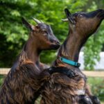 Camping Le Brévedent - Bild 15