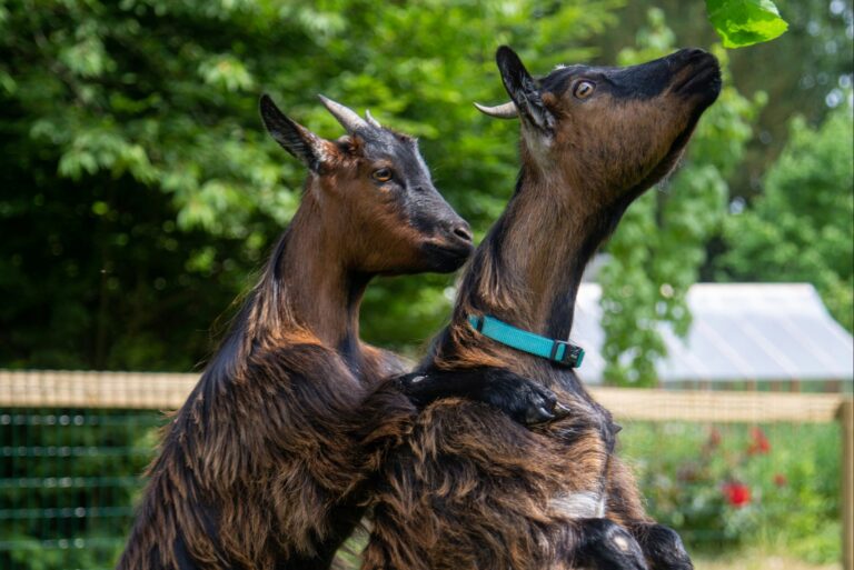 Camping Le Brévedent - Bild 15