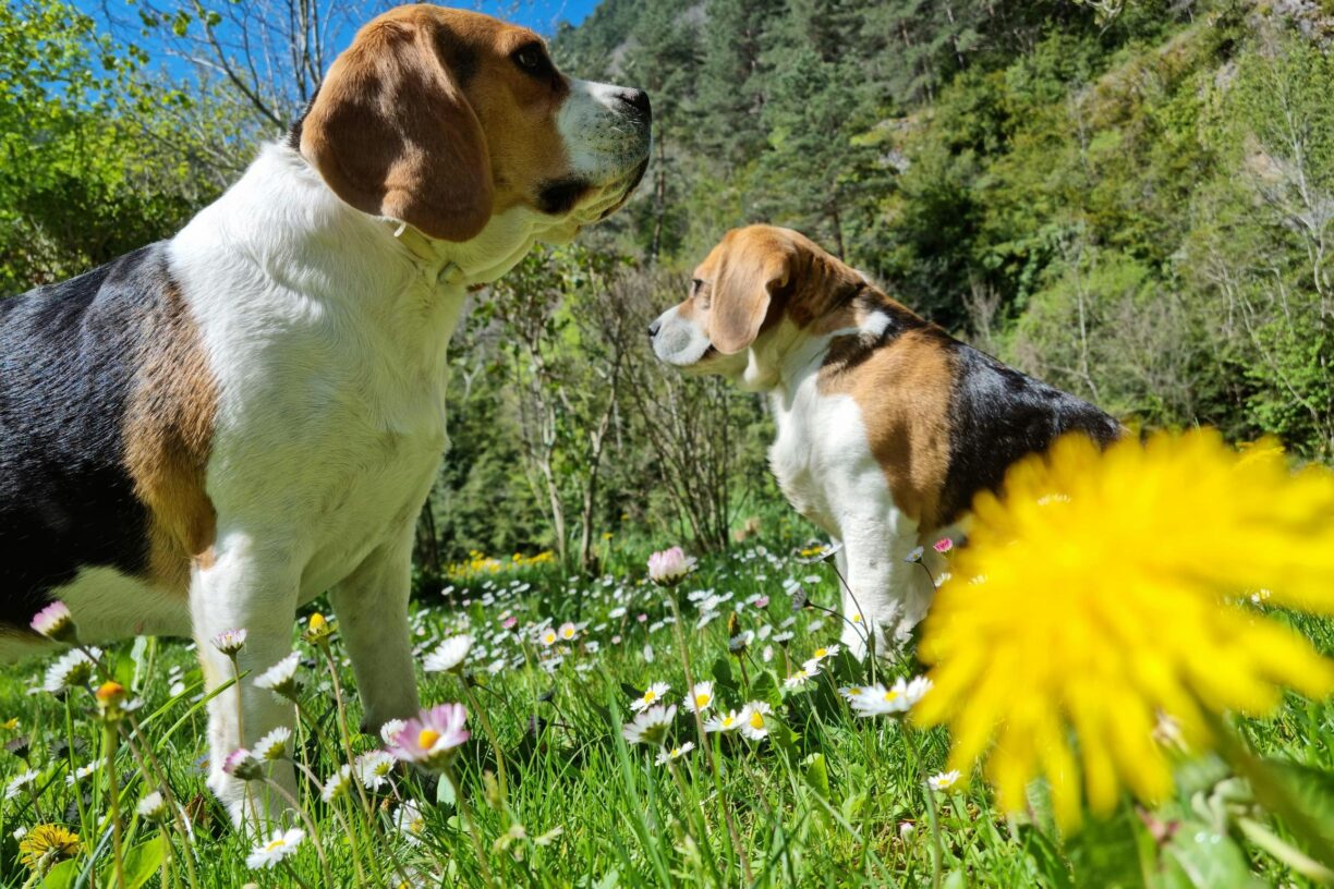 Camping Le Capelan - Bild 20 Camping Le Capelan - Bild 20