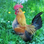 Camping Le Casties - Bild 16 Camping Le Casties - Bild 16