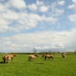 Camping Le Champ Neuf - Bild 19 Camping Le Champ Neuf - Bild 19