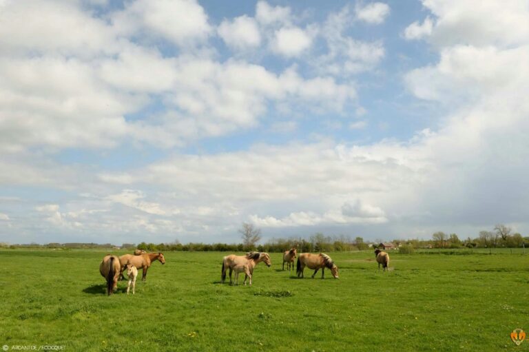 Camping Le Champ Neuf - Bild 19 Camping Le Champ Neuf - Bild 19