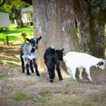 Camping Le Col D'ibardin - Bild 11