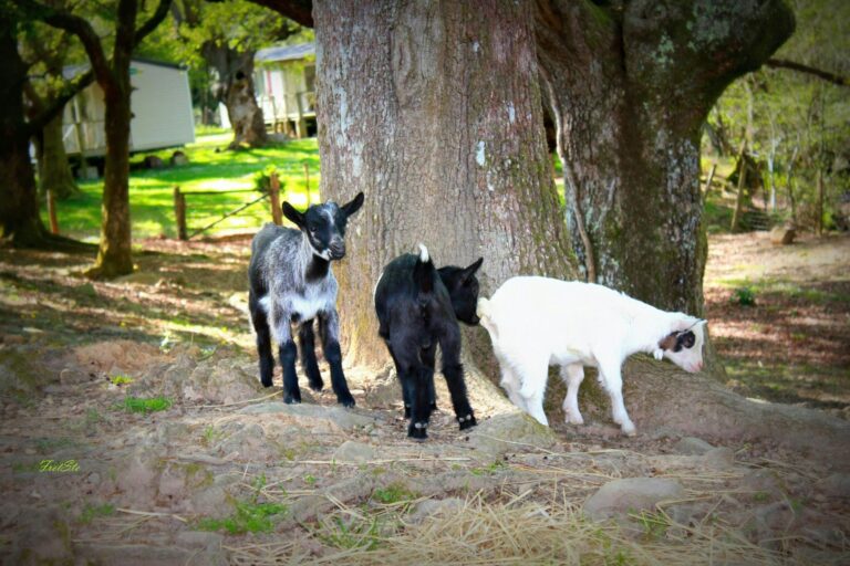 Camping Le Col D'ibardin - Bild 11