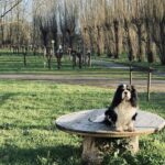 Camping Le Marais Sauvage - Bild 16