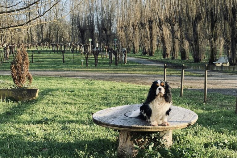 Camping Le Marais Sauvage - Bild 16