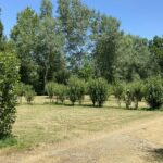 Camping Le Marais Sauvage - Bild 20