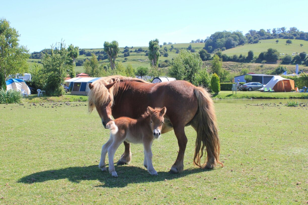 Camping Le Marqueval - Bild 8 Camping Le Marqueval - Bild 8