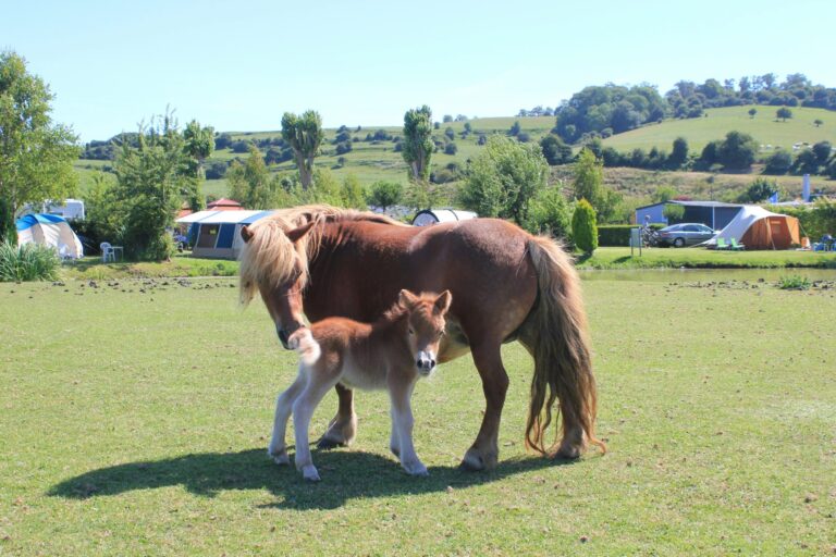 Camping Le Marqueval - Bild 8 Camping Le Marqueval - Bild 8