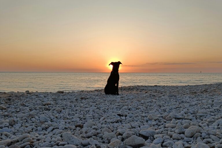 Camping Les Baleines - Bild 6