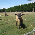 Camping Les Brillas - Bild 20