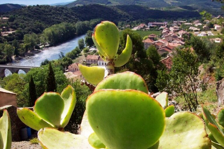 Camping Les Cerisiers Du Jaur - Bild 18