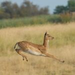 Camping Les Fontaines - Bild 8