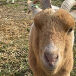 Camping Les Naïades - Bild 10