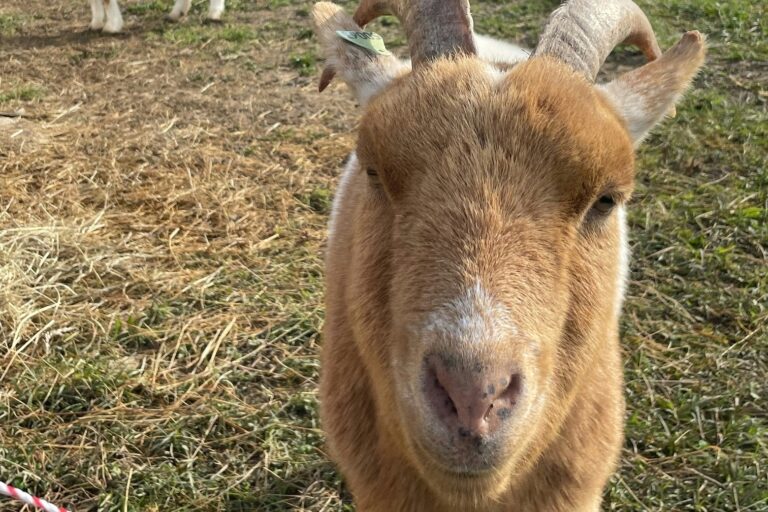 Camping Les Naïades - Bild 10