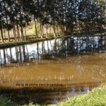 Camping Les Pinasses - Bild 6