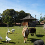 Camping Mareveld - Bild 18