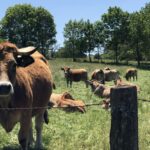 Camping Moulin De Chaules - Bild 8