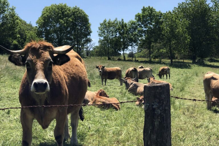 Camping Moulin De Chaules - Bild 8