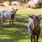 Camping Olympia - Bild 9 Camping Olympia - Bild 9