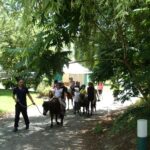 Camping Paradis Domaine De Bellevue - Bild 18