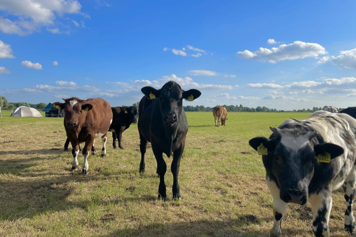 Camping Prinsenhof - Bild 18 Camping Prinsenhof - Bild 18