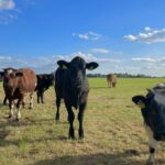 Camping Prinsenhof - Bild 18 Camping Prinsenhof - Bild 18