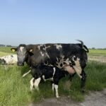 Camping Prinsenhof - Bild 19 Camping Prinsenhof - Bild 19